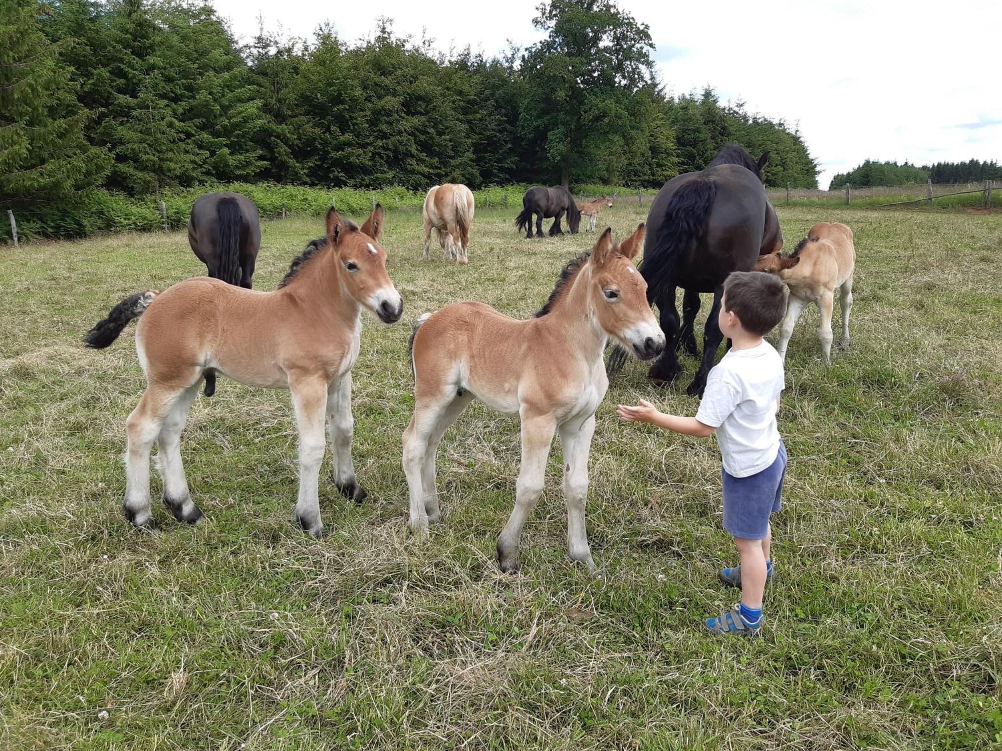 Gite Le Cheval Ardennais Гуви Экстерьер фото